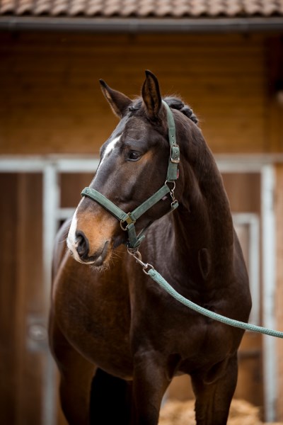 Halfter Samt grün inklusive Strick mit Panikhaken,