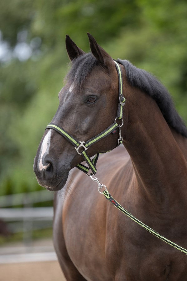 Nylonhalfter grün-schwarz Warmblut