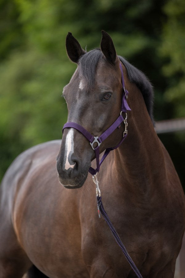 Nylonhalfter in verschiedenen Farben lila
