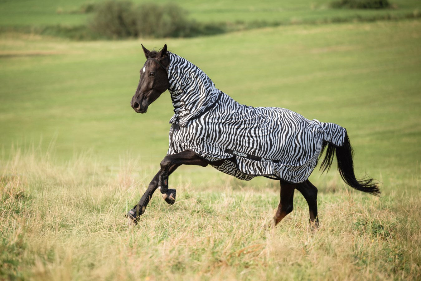 RugBe Zebra Fliegendecke und Ekzemerdecke mit Halsteil,