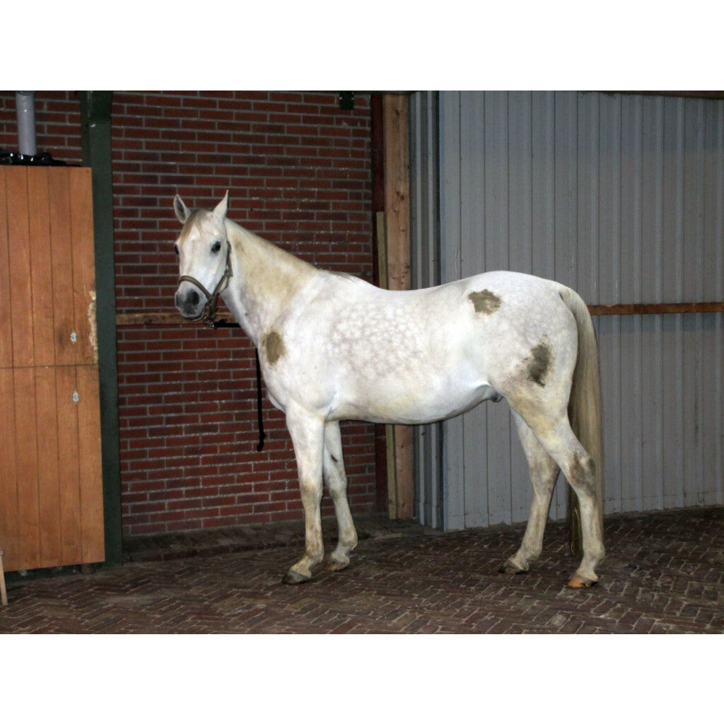 Excellent Horse Hi Gloss Clean Spray 500 ml