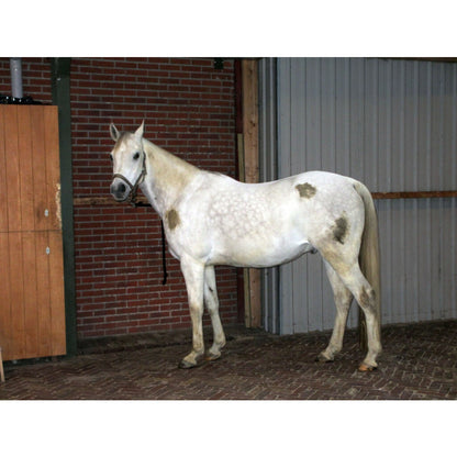 Excellent Horse Hi Gloss Clean Spray 500 ml