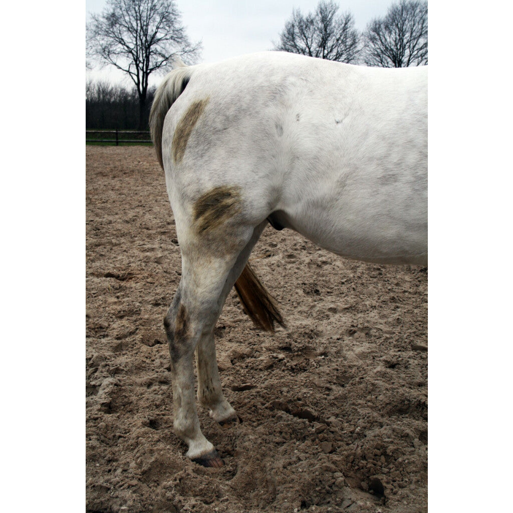 Excellent Horse Hi Gloss Clean Spray 500 ml