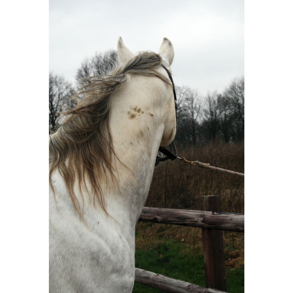 Excellent Horse Hi Gloss Clean Spray 500 ml