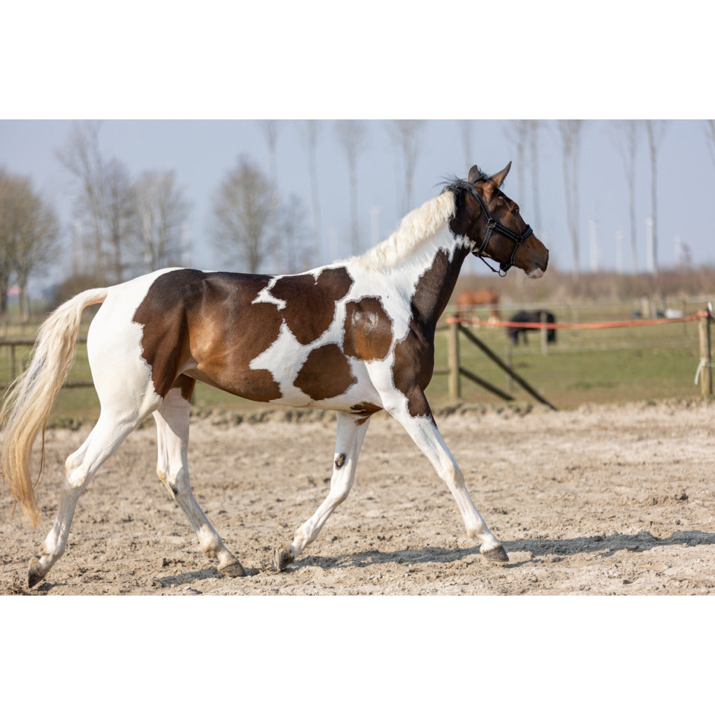 Excellent Horse Hi Gloss Glitter Spray versch. Farben 250 ml