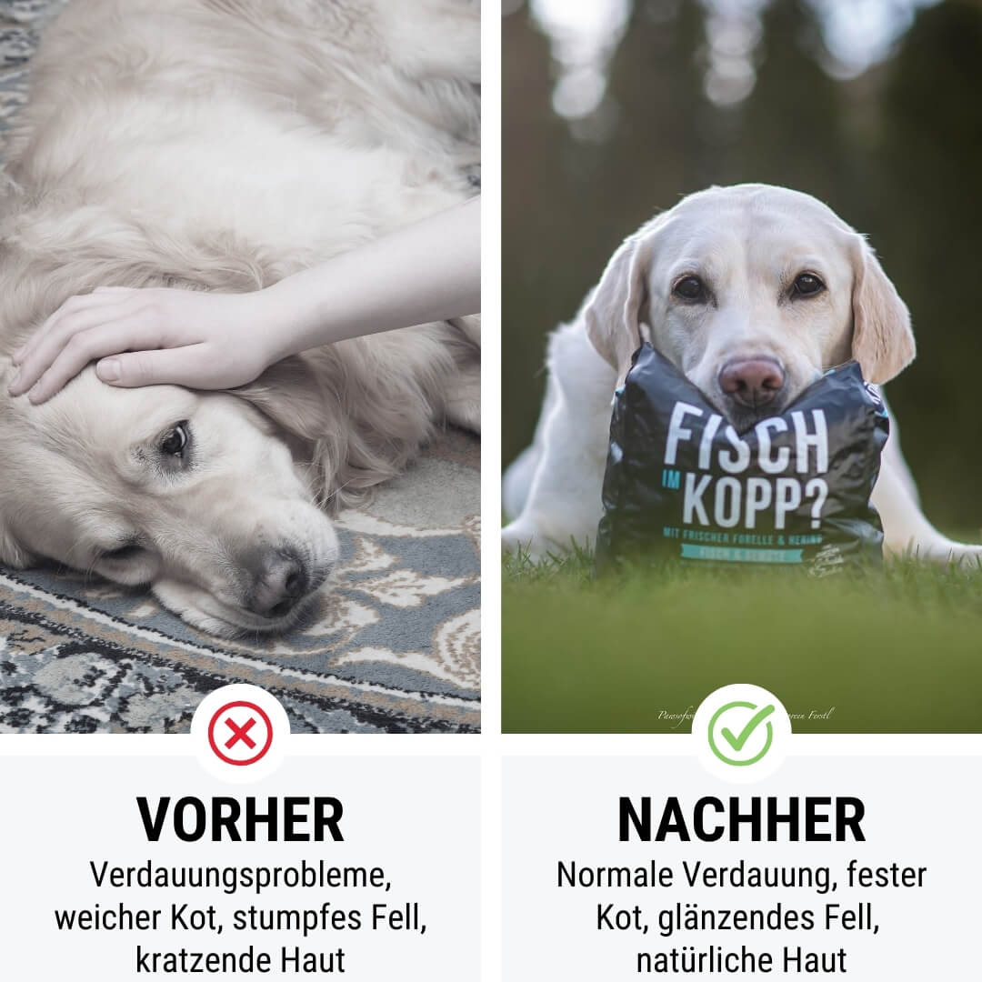 Noch ganz Fisch im Kopp? Softes Trockenfutter - Hundefutter mit Fisch