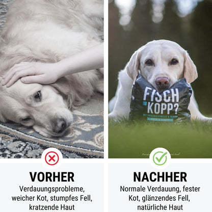 Noch ganz Fisch im Kopp? Softes Trockenfutter - Hundefutter mit Fisch