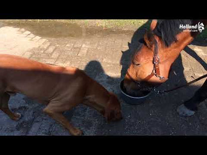 Excellent Horse Total Balance